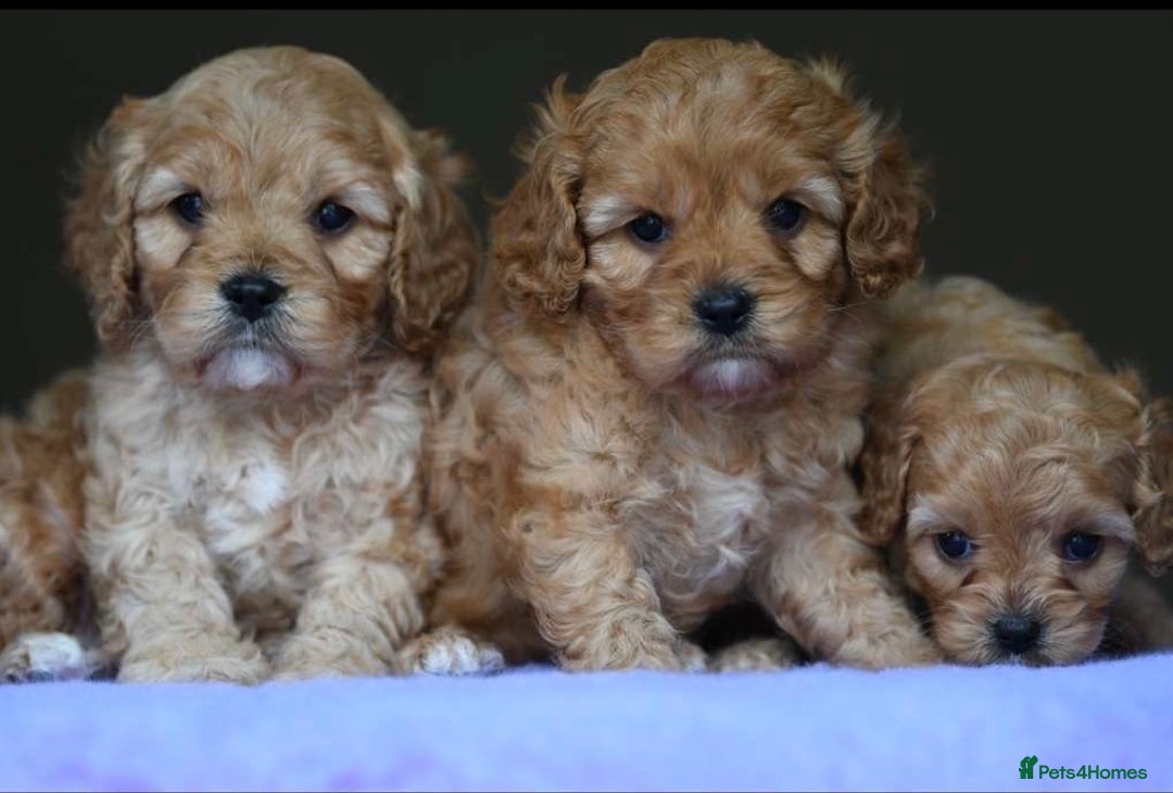 Cavapoo dogs for sale: ✨Quality Cavapoo Puppies✨ - Image 1