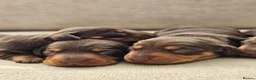 Miniature Dachshund dogs for sale: Miniature Dachshund Chocolate/Tan KC Reg Puppies - Advert 15