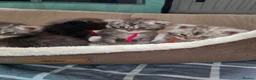 Maine Coon cats for sale: Maine coon kittens  - Advert 8