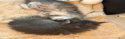 Maine Coon cats for sale: maine coon kittens  - Advert 11