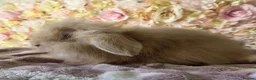 Angora rabbits for sale: Teddywidder bunnies - Advert 11