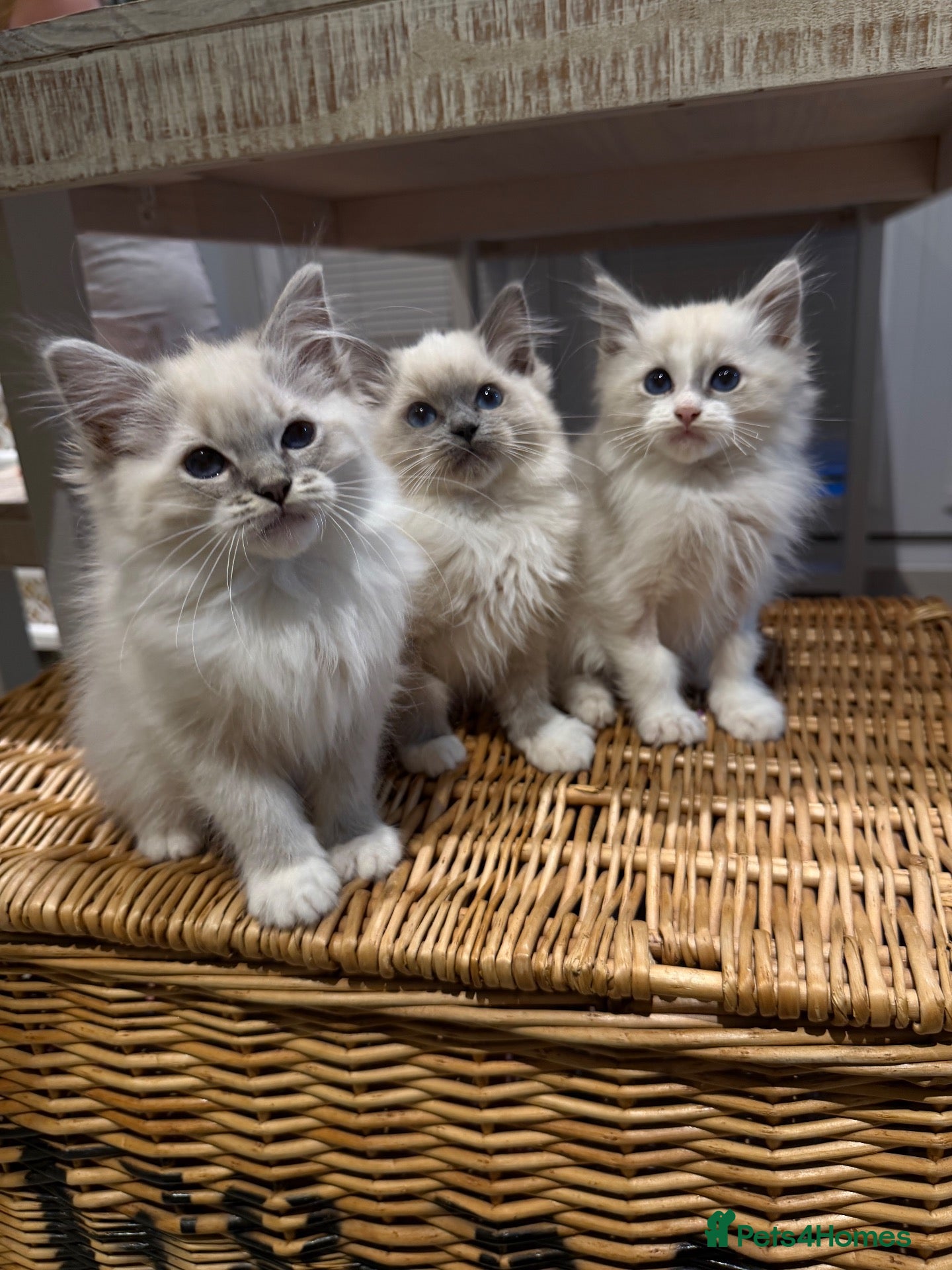 Ragdoll cats GCCF Ragdoll kittens - READY TO LEAVE THIS WEEK! - Advert 1