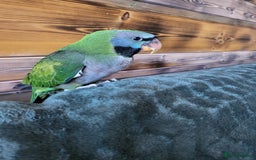 Parakeets birds for sale: Hand reared derbyan - Image 14