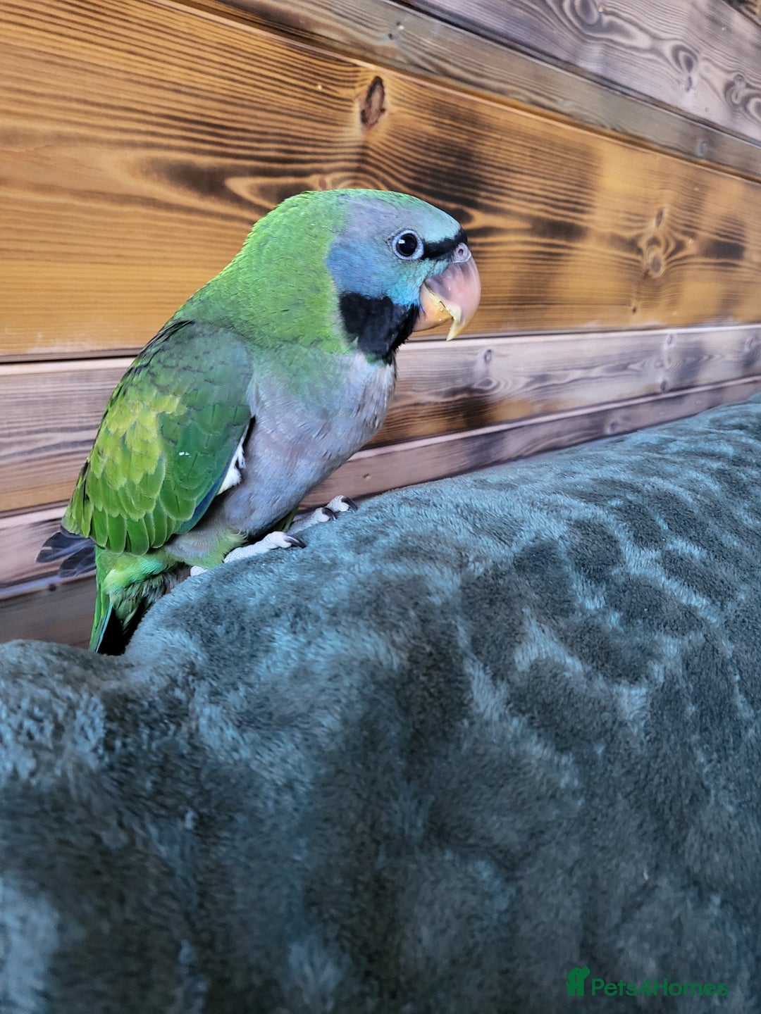 Parakeets birds for sale: Hand reared derbyan - Image 14