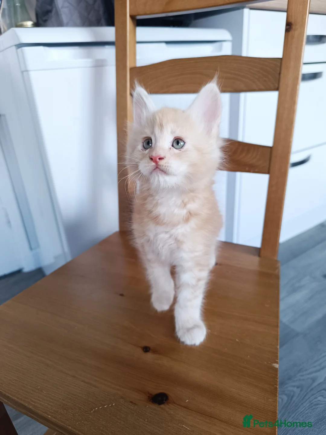 Maine Coon cats for sale: Maine Coon kittens boy and girl  - Advert 14