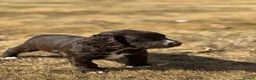 Cocker Spaniel dogs for sale: Excellent Litter of KC reg Working Cocker Spaniels in Doncaster - Advert 18