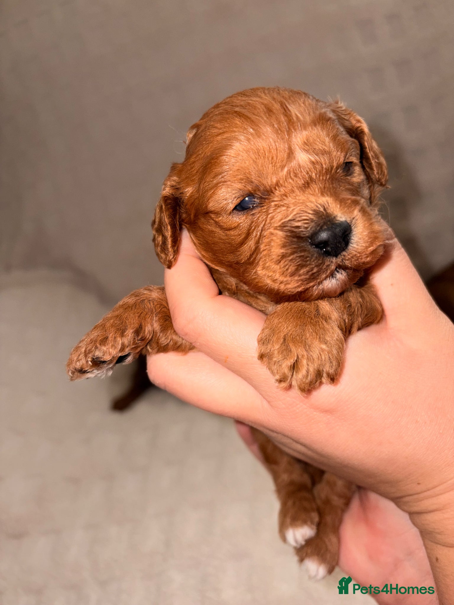 Cavapoo dogs 5⭐️ toy cavapoo puppy’s  - Advert 14