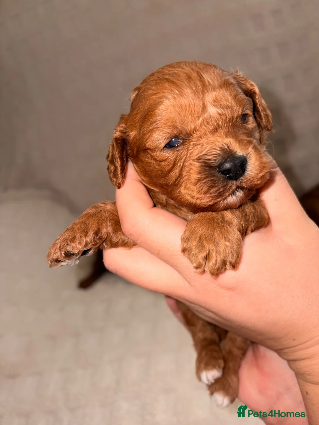 Cavapoo dogs for sale: 5⭐️ toy cavapoo puppy’s  - Advert 2