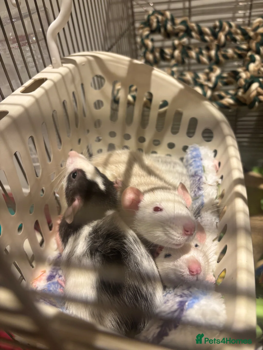 Rat rodents for sale: 3 Month Old Female Dumbo Rats & Cage Setup - Advert 1