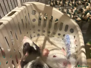 Rat rodents 3 Month Old Female Dumbo Rats & Cage Setup - Advert 2