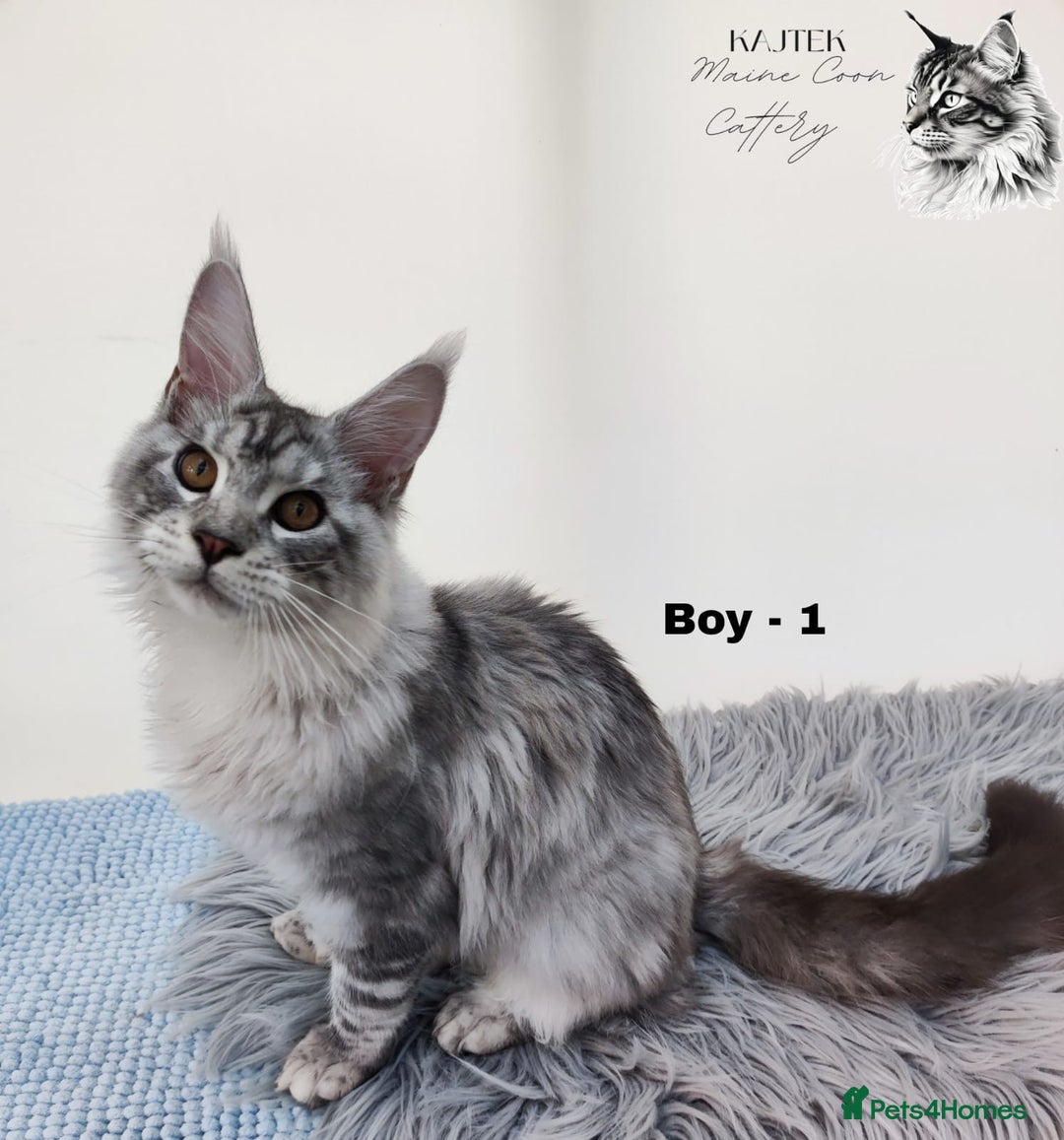 Maine Coon cats for sale: AMAZING TICA REGISTERED  SHADED LINE  - Advert 5