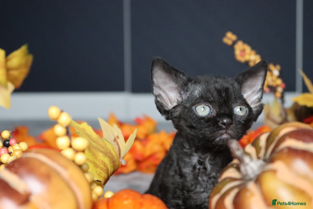 Devon Rex cats for sale: 🎉❤️ Full pedigree, healthy Devon rex boy 🎉❤️ - Image 5