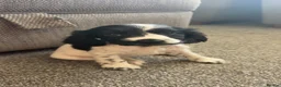 Cocker Spaniel dogs for sale: Black and white puppy  - Advert 4