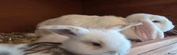 Mixed Breed rabbits for sale: Angora x French lop bunnies - Advert 5