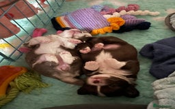 Chihuahua dogs for sale: Beautiful long coat chihuahua - Image 5