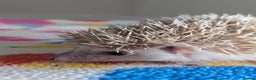 Pygmy Hedgehog rodents for sale: Beautiful Hoglets Ready to Reserve Now - Advert 6