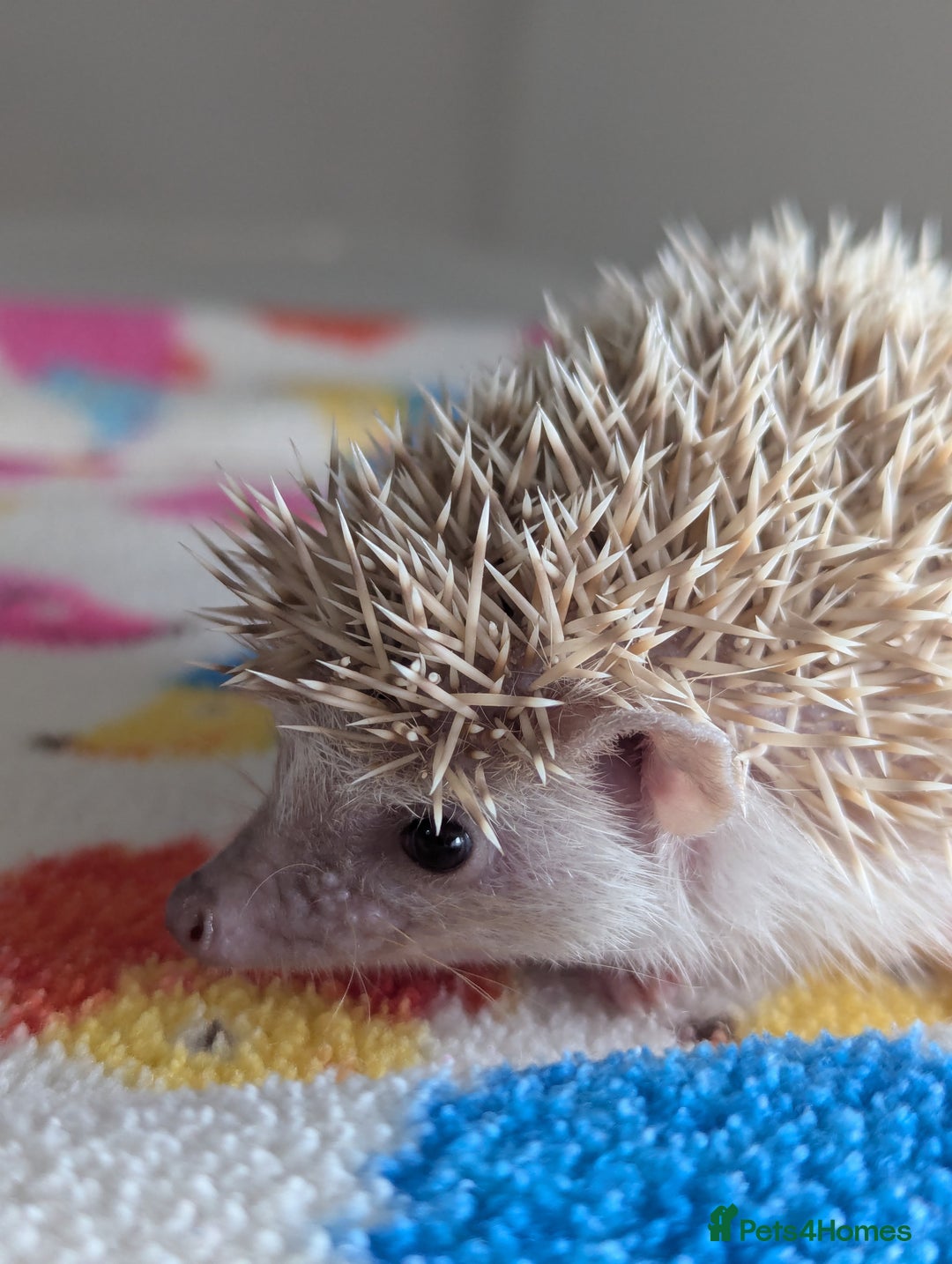 Pygmy Hedgehog rodents for sale: Beautiful Hoglets Ready to Reserve Now - Advert 6