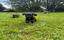 Sprocker dogs for sale: Sprocker puppies  - Image 3