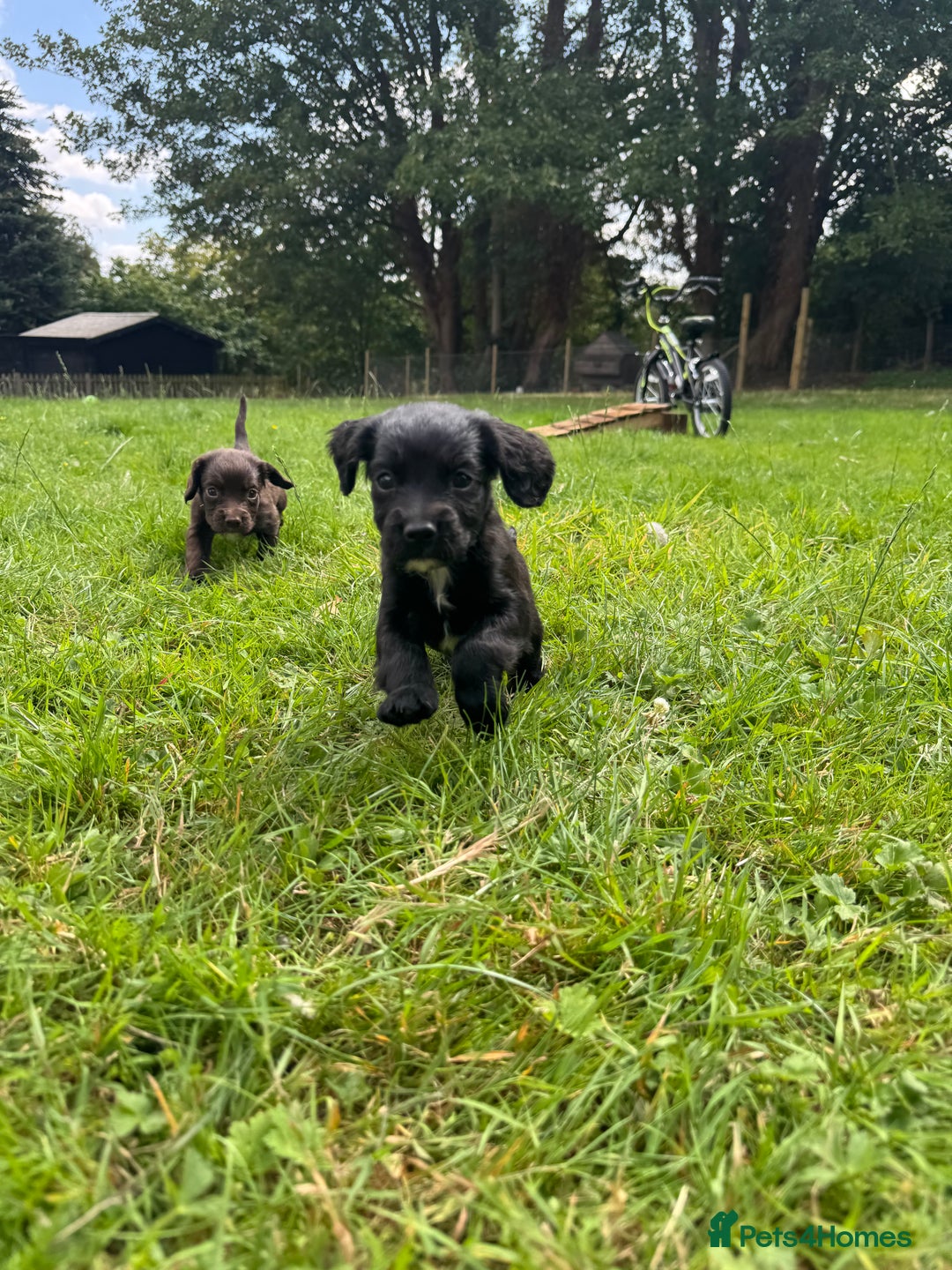 Sprocker dogs for sale: Sprocker puppies  - Image 3