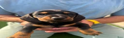 Dachshund dogs for sale: Dachshunds for sale - Advert 3