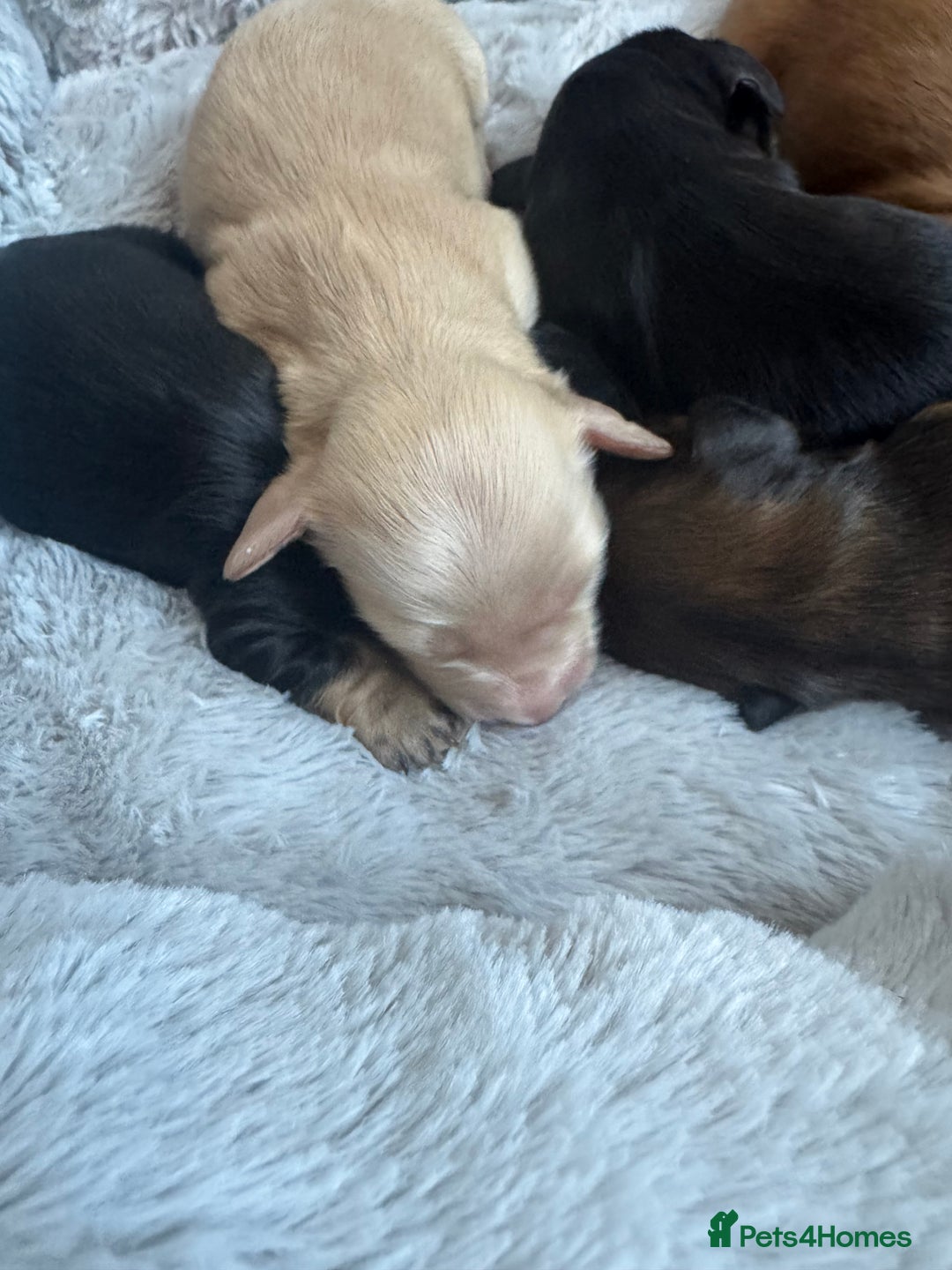 Miniature Dachshund dogs for sale: BEAUTIFUL KC LONG HAIR PUPPYS AVAILABLE TO RESERVE - Advert 6