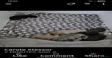 Staffordshire Bull Terrier dogs - Advert 30