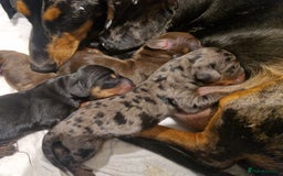 Miniature Dachshund dogs for sale: Miniature Dachshund - Image 5