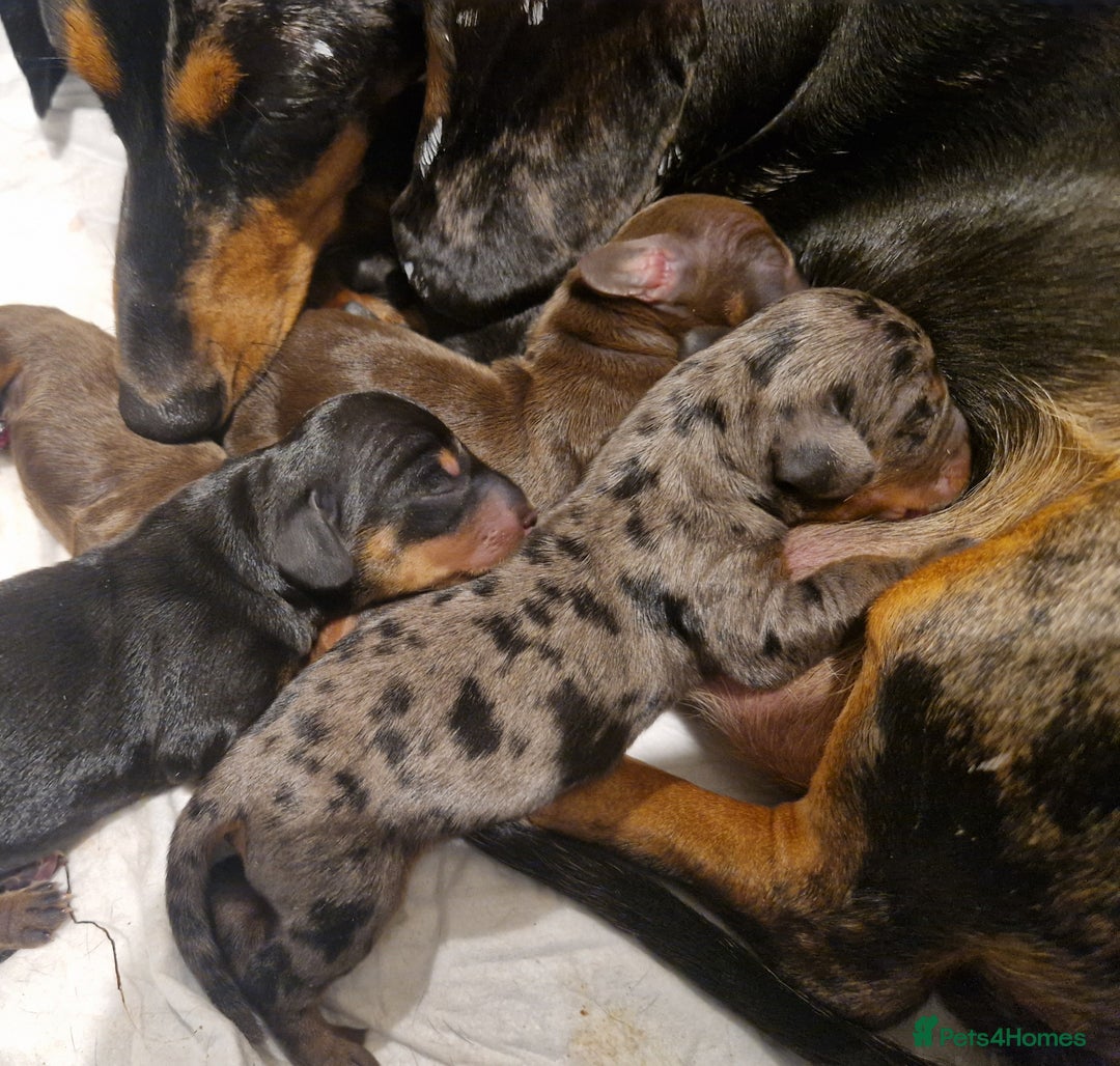 Miniature Dachshund dogs for sale: Miniature Dachshund - Image 5