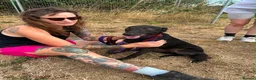 Italian Greyhound dogs for adoption: Olive - north Walsham Norfolk  in North Walsham - Advert 5