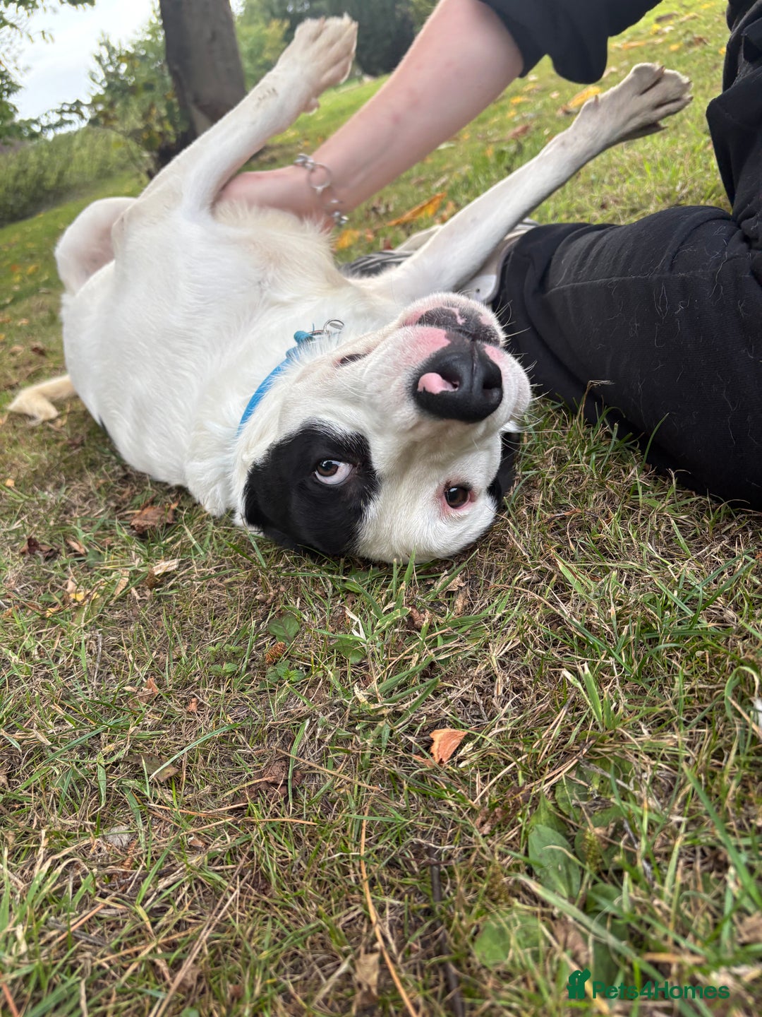 Mixed Breed dogs for sale: Beanz - Advert 4