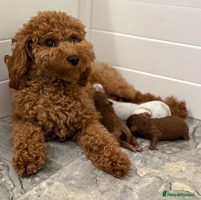 Maltipoo dogs Angelic Maltipoo Puppies with Playful Spirits - Advert 1