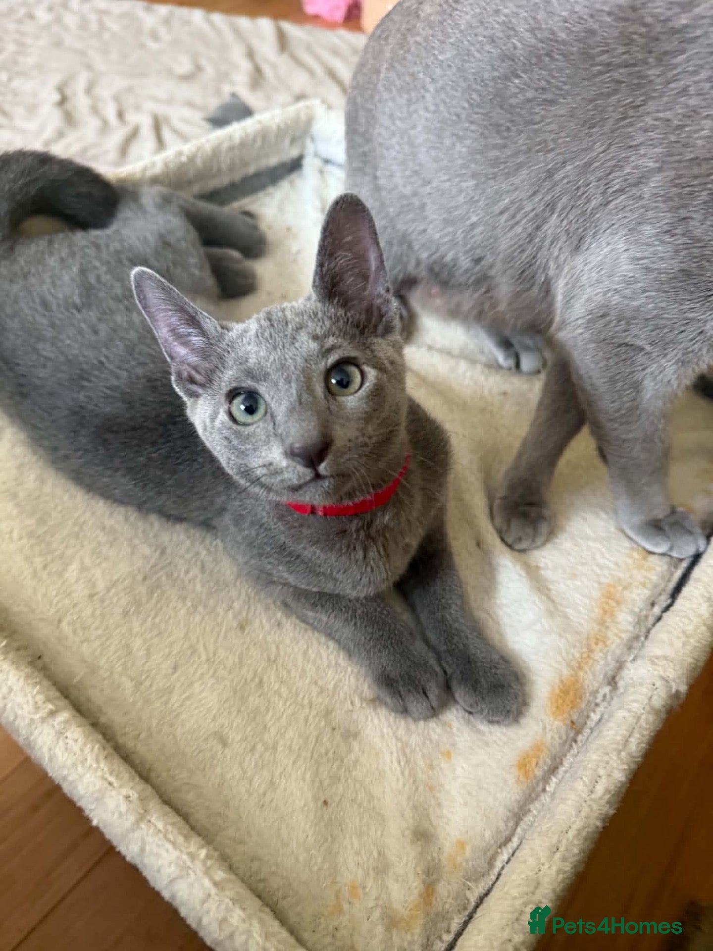 Russian Blue cats TICA REGISTERED Pure Breed Russian Blue Kittens - Advert 2
