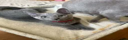 Russian Blue cats for sale: TICA REGISTERED Pure Breed Russian Blue Kittens - Advert 2