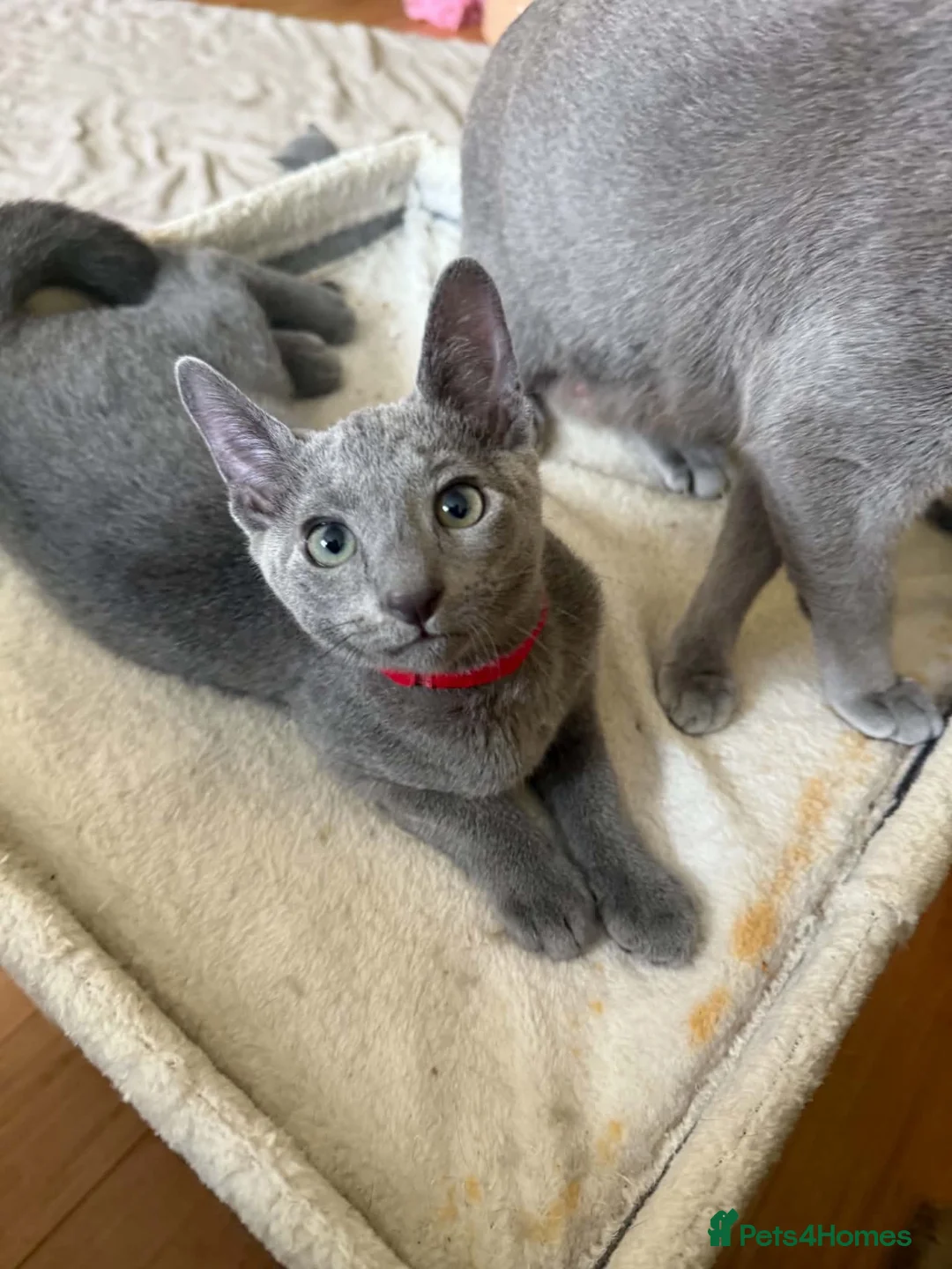 Russian Blue cats for sale: TICA REGISTERED Pure Breed Russian Blue Kittens - Advert 2