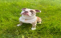 Olde English Bulldogge dogs for stud: OEB 🐶⭐️DEL~BOY ⭐️🐶 First time Stud  - Image 28