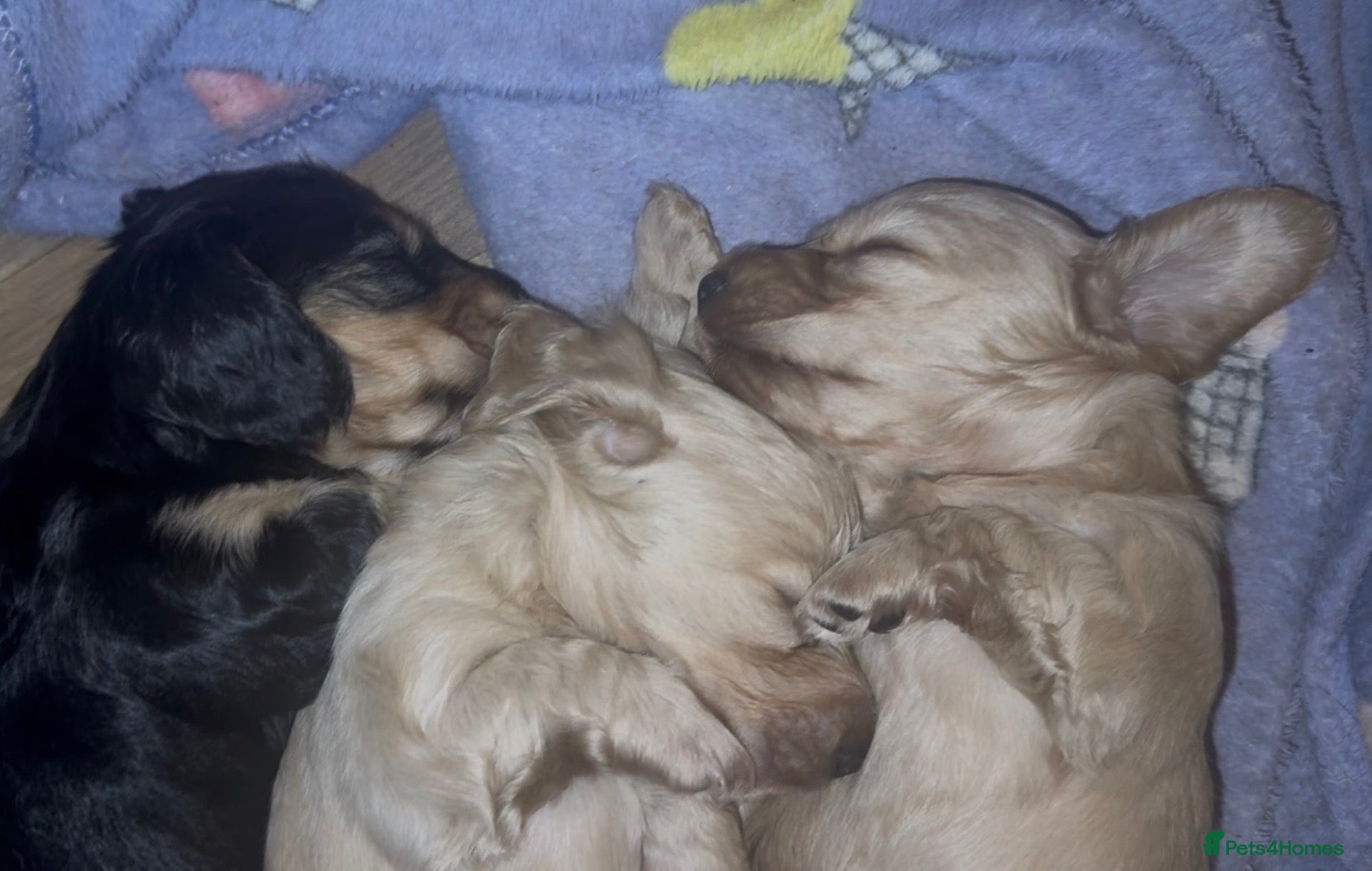 Miniature Dachshund dogs KC Reg PRA Clear Miniature Longhaired Dachshunds - Advert 11