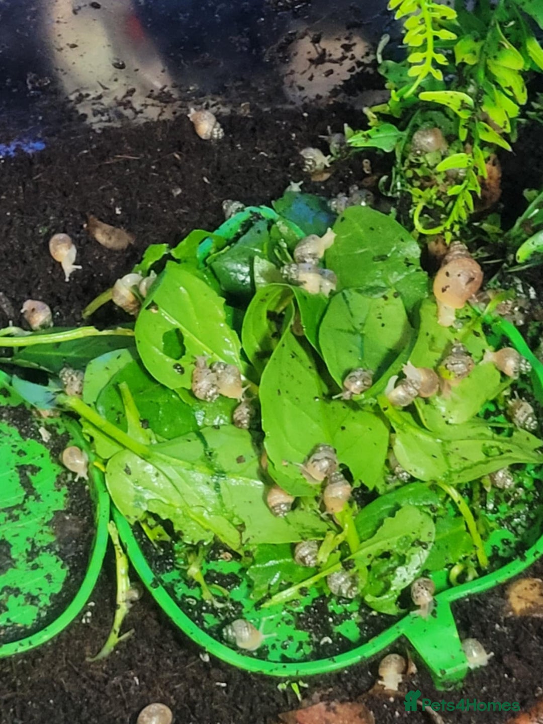 Snails invertebrates for sale: Giant African Snails - Image 2