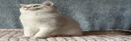British Shorthair cats for sale: TICA Beautiful British Shorthair Kittens - Advert 9