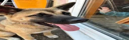 Akita dogs for sale: Beautiful brown coat Akita  - Advert 7