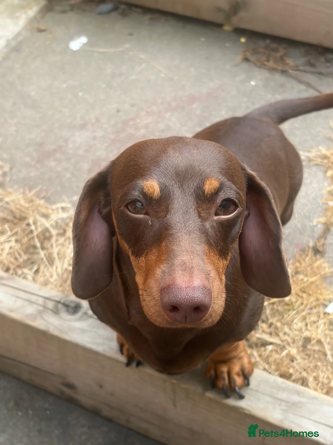 Miniature Dachshund dogs for sale: Beautiful boy mini dachshund!!  - Advert 5