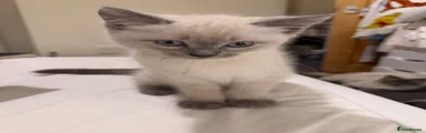 Siamese 