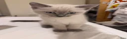 Siamese cats for sale: Siamese/ragdoll cross  in Rochdale - Advert 10