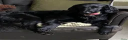 Flat coated Retriever dogs for sale: Beautiful Flat Coated Retriever Puppies in Lairg - Advert 7