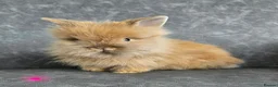 Lionhead rabbits for sale: Double maned lionhead bunnies 🐰  in Braintree - Advert 8