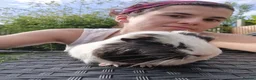Guinea Pig rodents for sale: Mother & daughter duel  - Advert 15