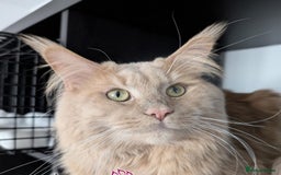 Maine Coon cats for sale: Main coon kittens  - Image 8
