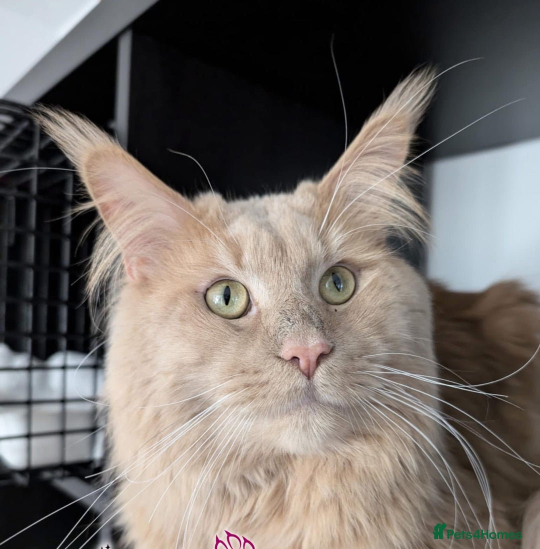 Maine Coon cats for sale: Main coon kittens  - Image 8