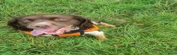 English Springer Spaniel dogs for stud: Springer for stud - Advert 7
