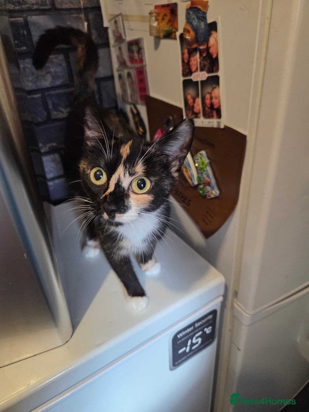Mixed Breed cats for sale: Beautiful mixed breed littler  - Image 7