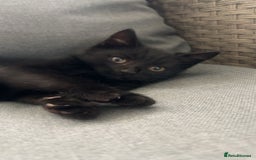 Mixed Breed cats for sale: Beautiful Black Kitten - Image 3